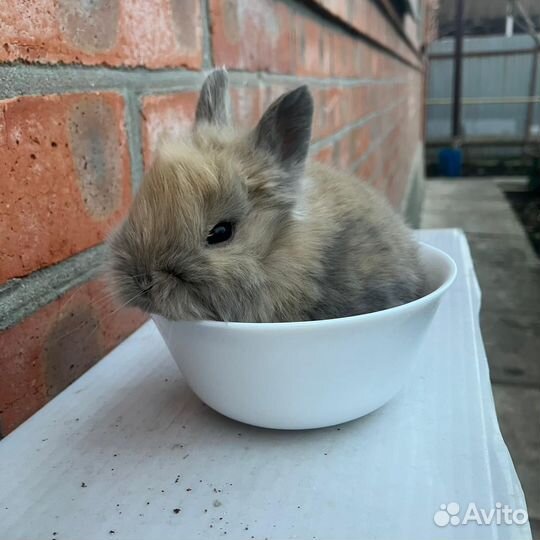 Карликовый кролик