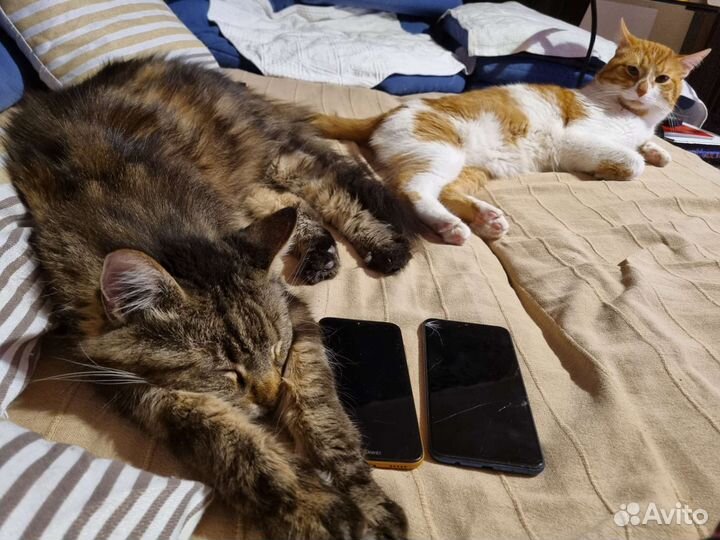 Передержка кошек