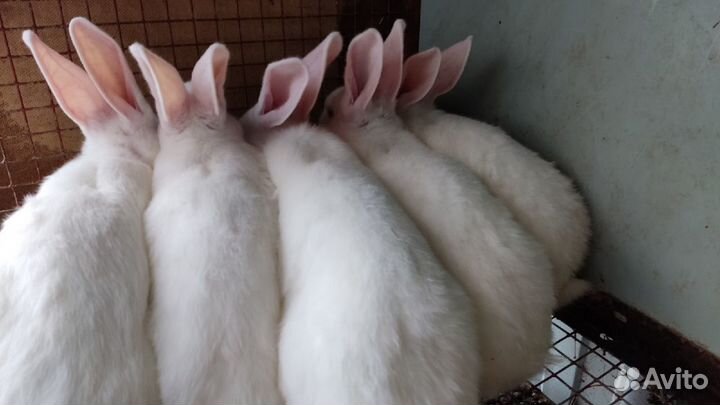 Кролики. Белый паннон. Венский голубой. Метисы