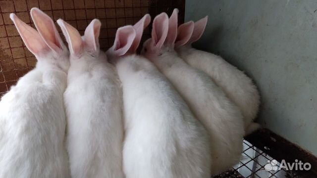 Кролики. Белый паннон. Венский голубой. Метисы