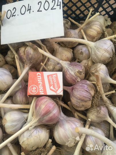 Озимый чеснок