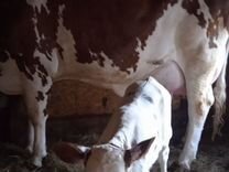 Дойная корова с телëнком порода Айширски