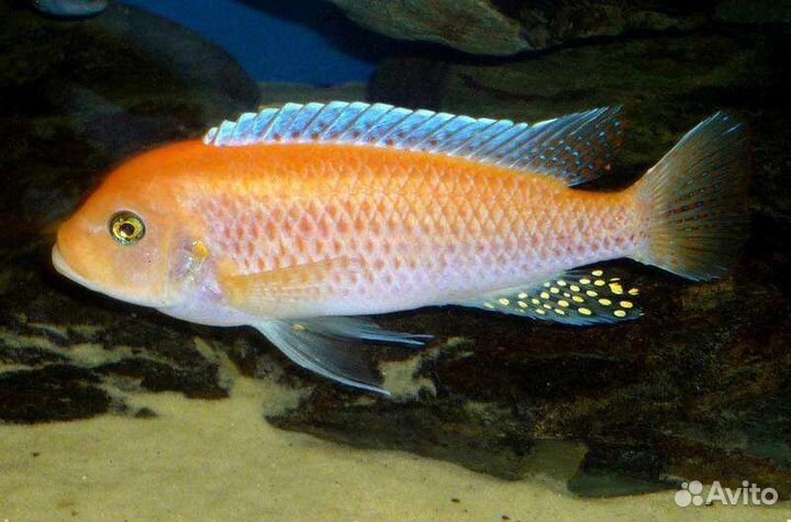 Продам цихлид