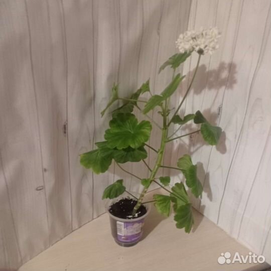 Пеларгония