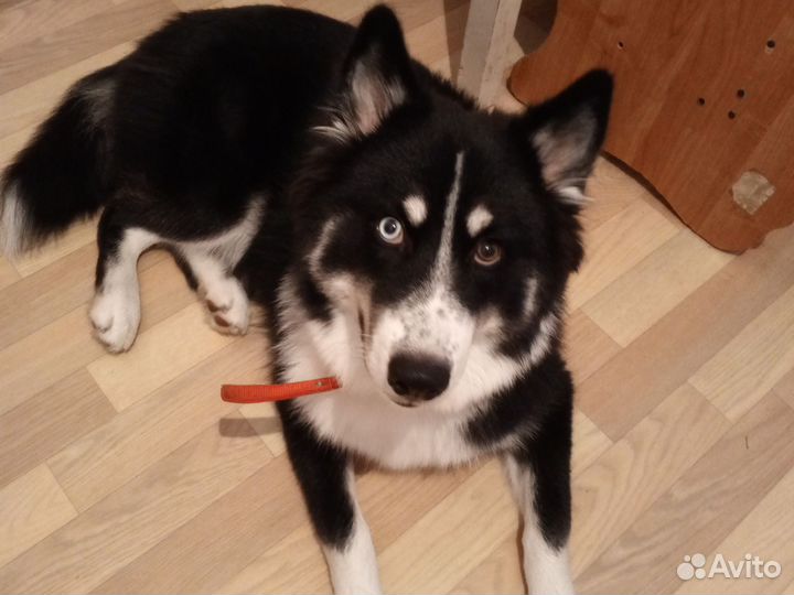 Сибирский хаски