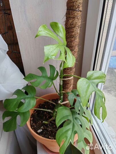 Монстера рафидофора