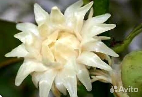 Михелия, Алигоне и другие