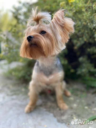 Йоркширский терьер мальчики
