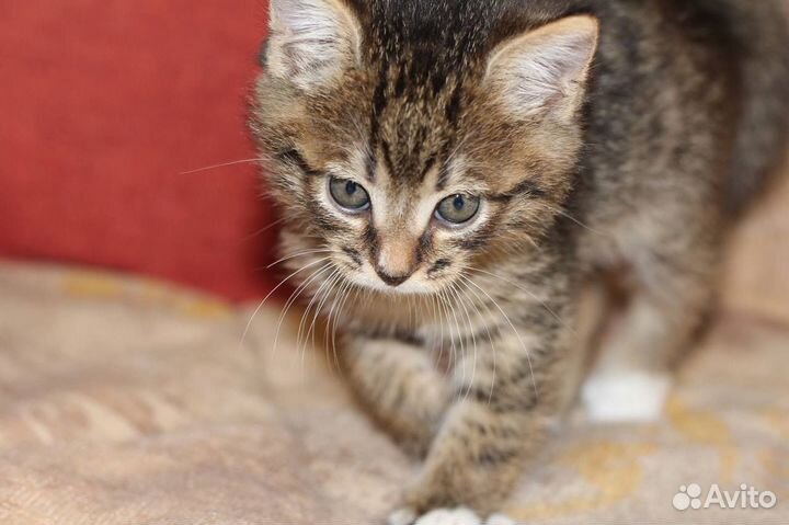 Милый котенок