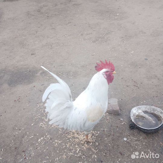 Инкубационное яйцо кур