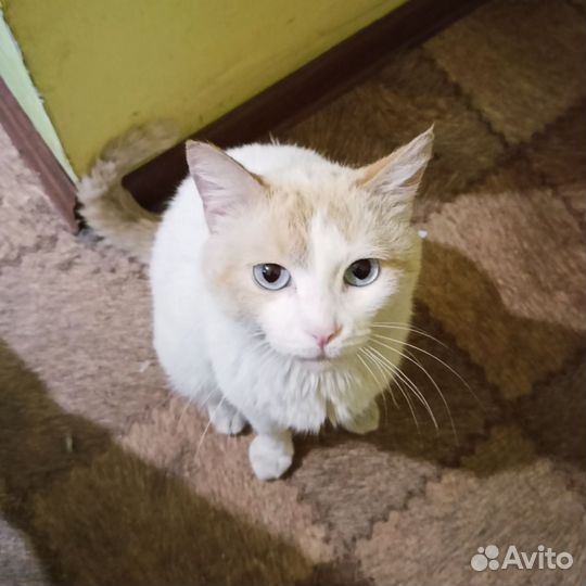 Кот