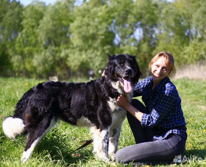 Собака в добрые руки отдам бесплатно