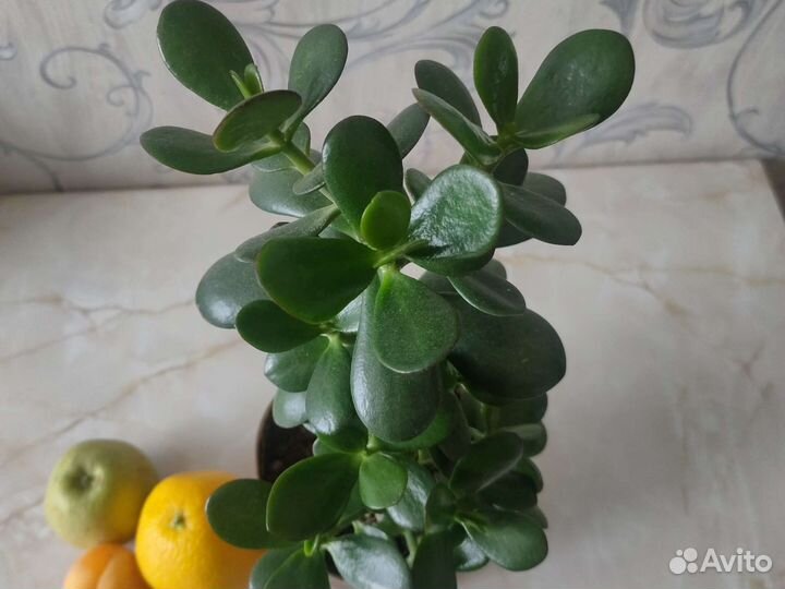 Расстение:Денежное дерево