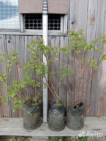 Жимолость съедобная саженцы 70 см с ягодой в 2023г