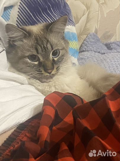 Котик бесплатно