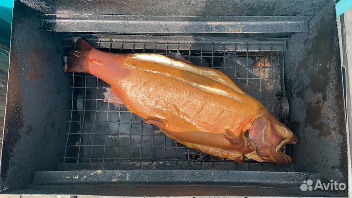 Форель живая
