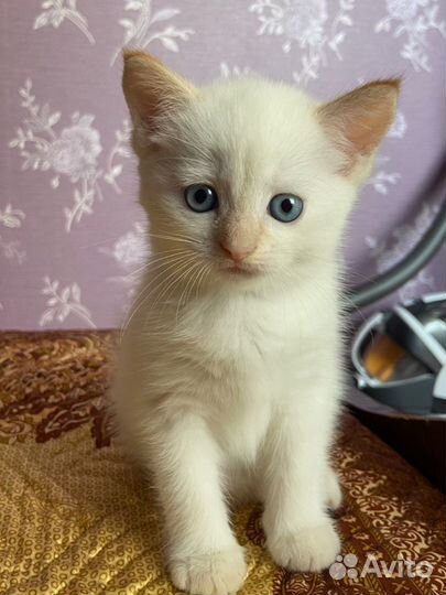 Кошка невская маскарадная