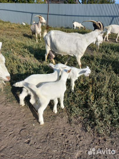 Козлята