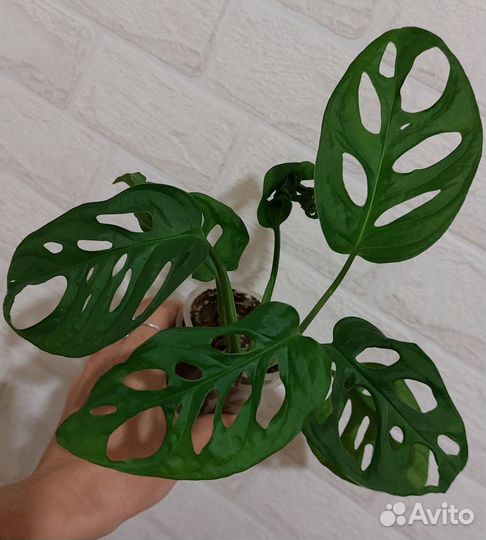 Монстера Манки Маск