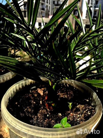 Финиковая пальма