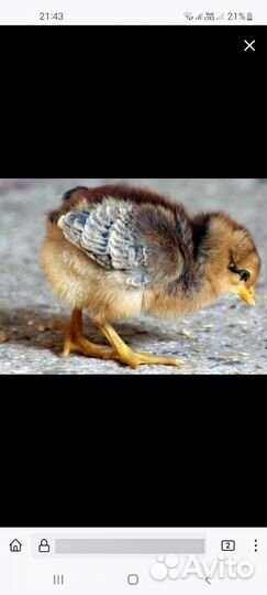 Инкубайюционное яйцо