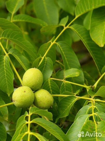 Грецкий орех саженцы