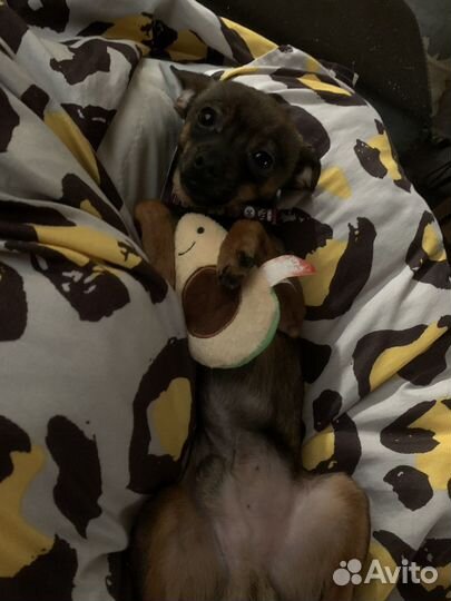 Мини той терьер вязка