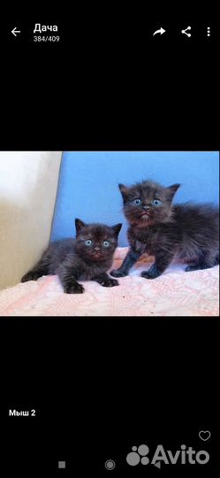 Британские котята в добрые руки бесплатно