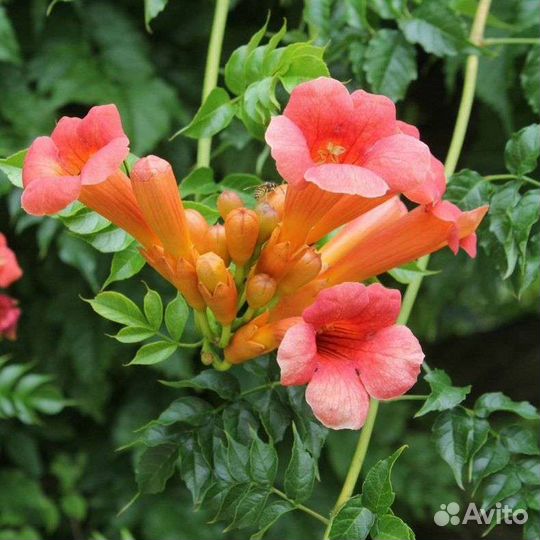 Садовые растения зкс (в горшках)