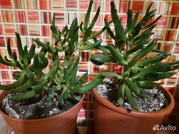 Толстянка хоббит