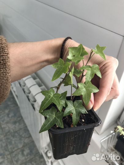 Плющ хедера