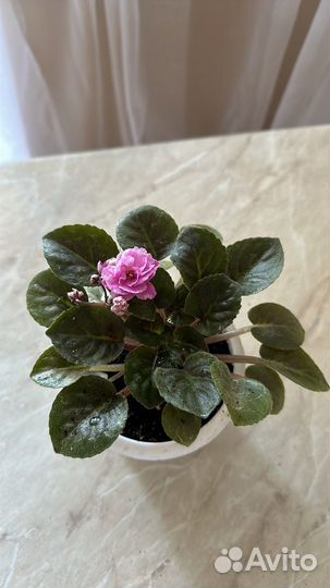 Сортовые фиалки