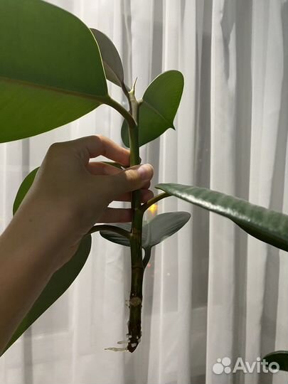 Фикус каучуконосный