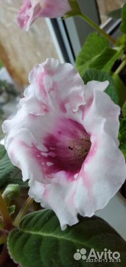 Глоксиния цветущая