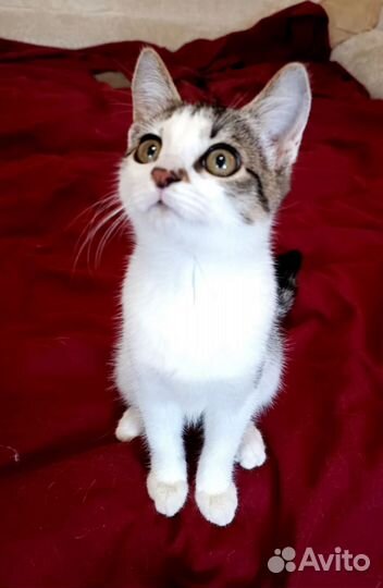 Ёлка - котенок 2.5 мес