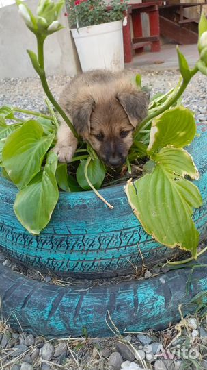 Девочка в добрые руки