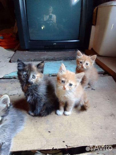 Котята в добрые руки бесплатно