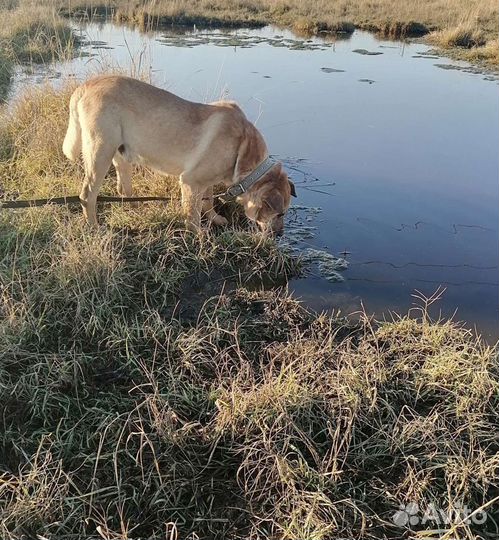Собака в добрые руки