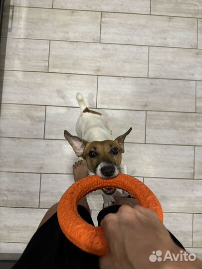 Джек-Рассел терьер отдам в добрые руки