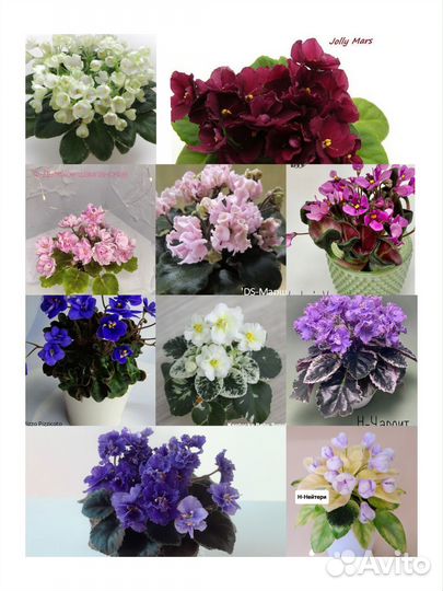 Фиалка листики