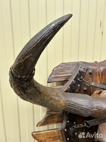 Череп доисторического бизона