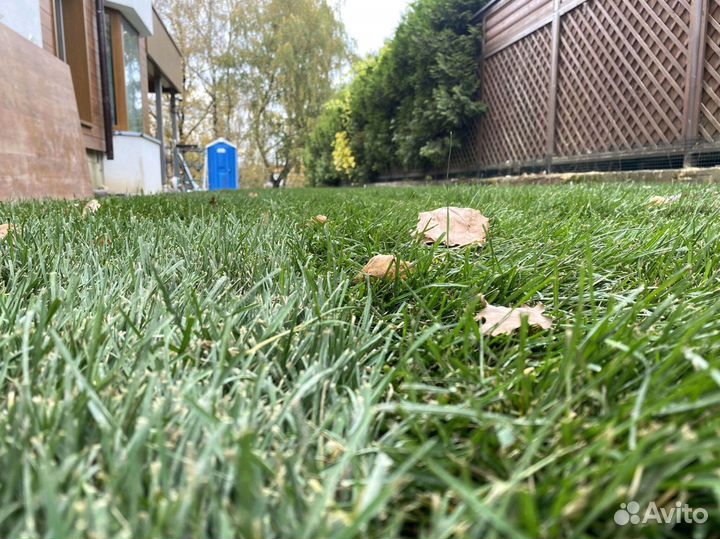 Рулонный газон 