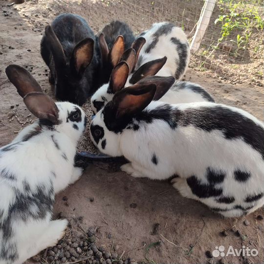Кролики мясных пород