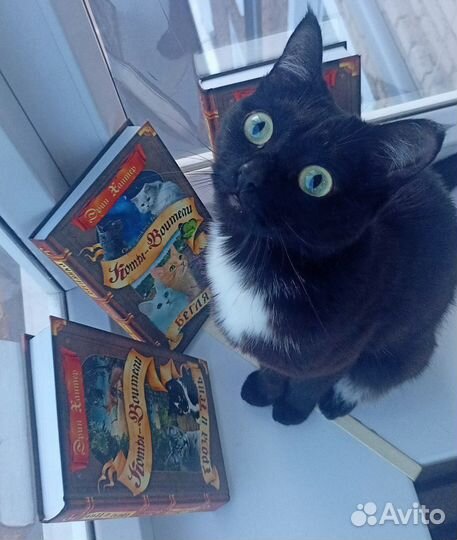 Книги Коты-Воители
