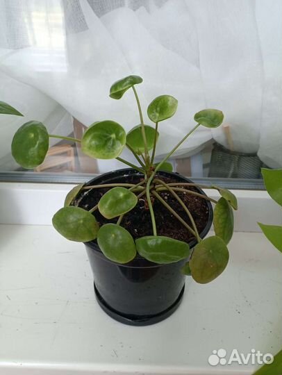 Сингониум, спацифилиум