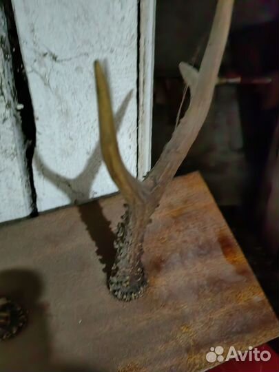 Рога декоративные