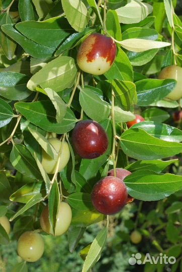 Унаби Настоящий (Зизифус) на посадку, семена