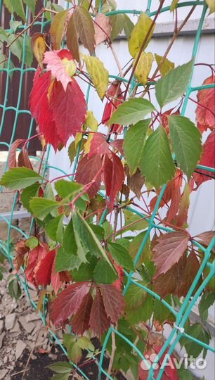 Виноград девичий, дикий