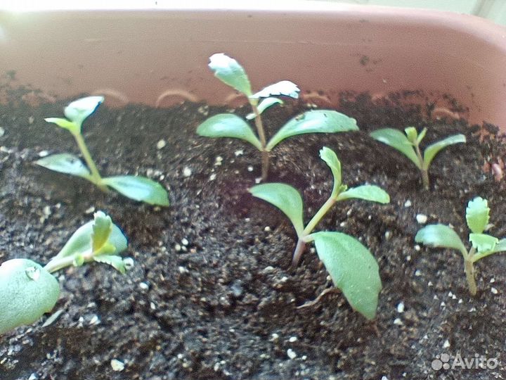 Каланхоэ лечебное