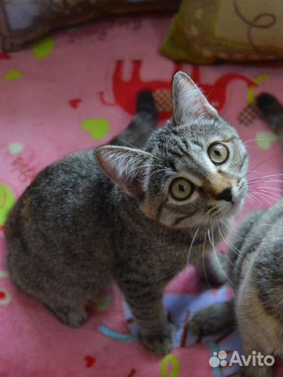 Котенок 4 месяца девочка Туся